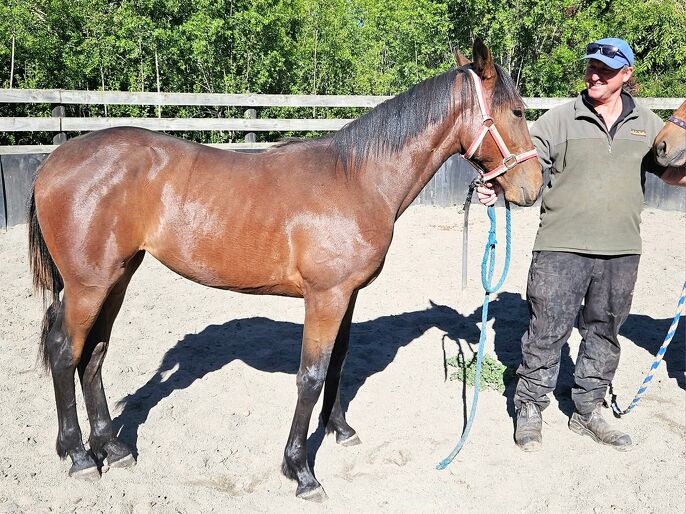 Big plan reaps rewards for Invercargill vet