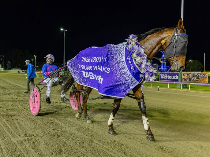 Kiwi breds dominant at Gloucester Park