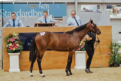 NZB Standardbred yearling sales 2020