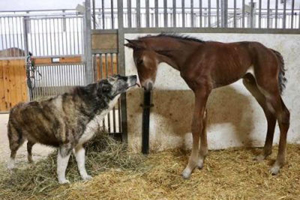 Lazarus x Farouche Hanover+colt foal