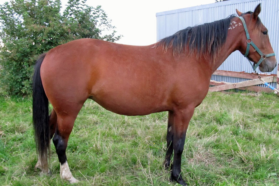 Standardbreds Standardbred Mares For Sale/Lease - The Breeders