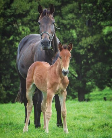 What The Hill Foal at Woodlands Stud