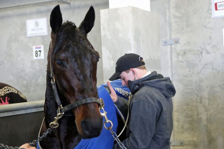 Equine Industry-Based Training 