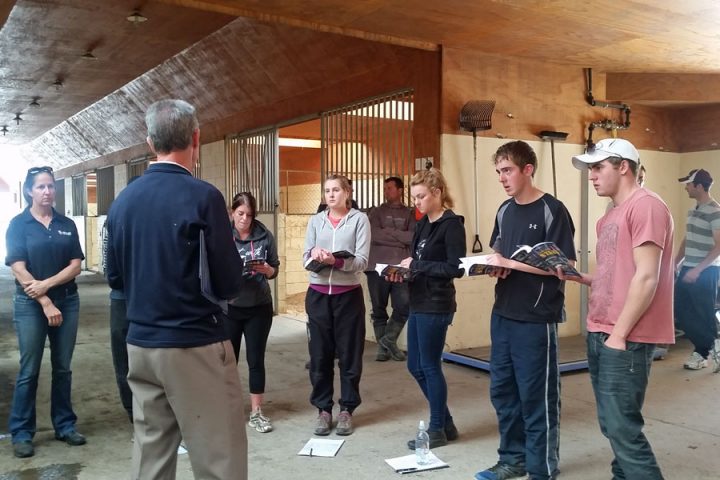 Equine Industry training