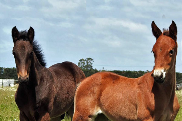 Standardbred foals