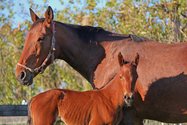 mare & foal standardbred