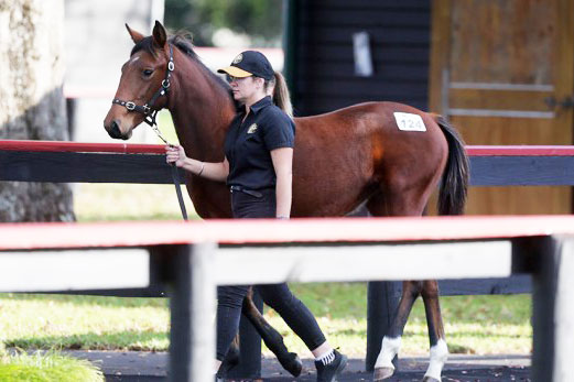 weanling-sale