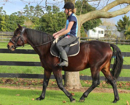 Majestic-Son-under-saddle